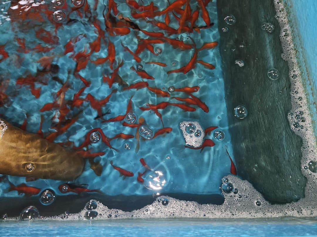 Live goldfish in the bait tank at Red Barn in Hugo